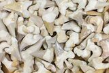 Lot - to Fossil Shark Teeth (Restored Roots) - Pieces #146529-1